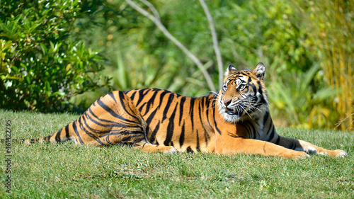 Closeup of tiger  Panthera tigris  lying on grass seen from behind