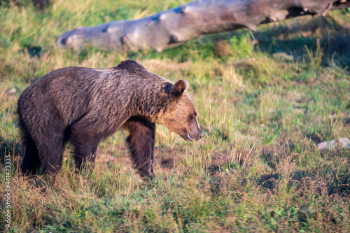 Wild brown bear in the nature  European bear population