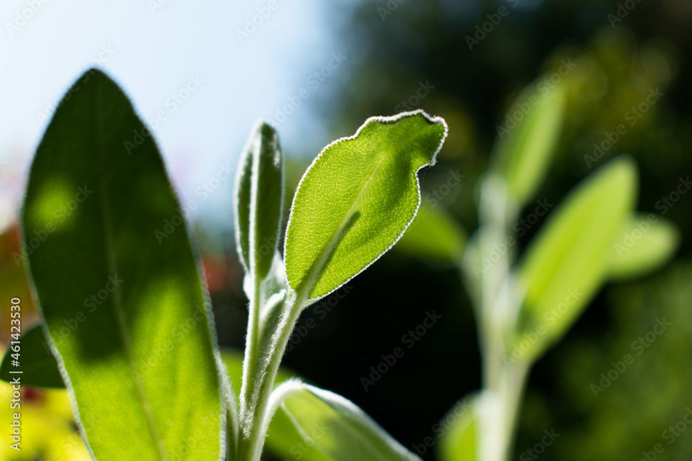 Obraz premium growing salvia 