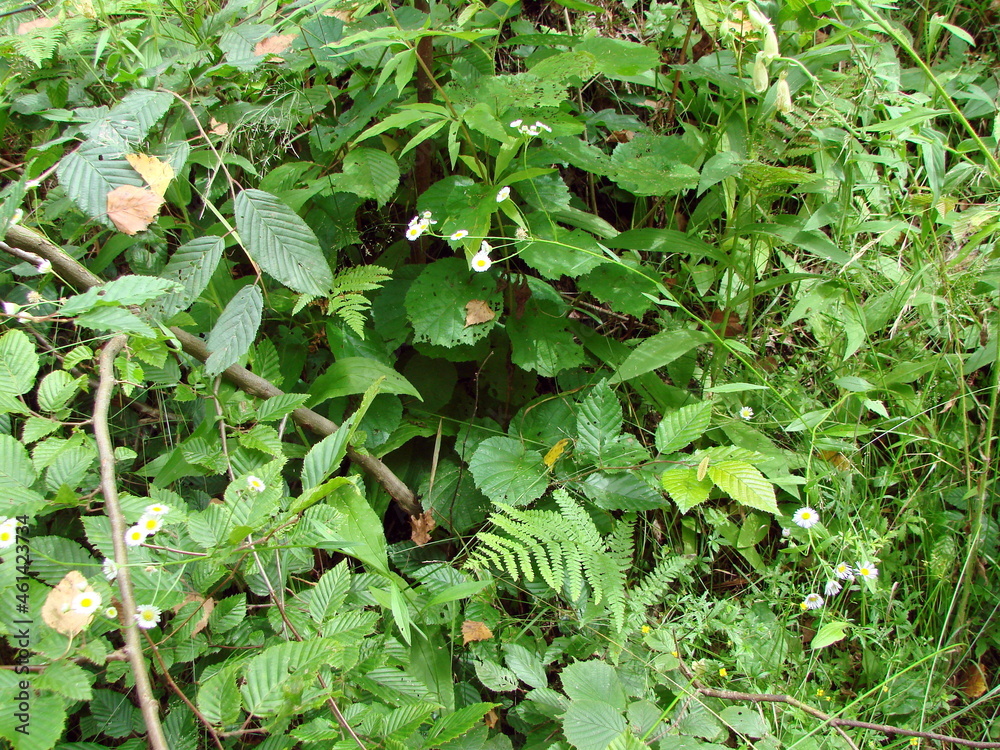 Pleasant natural picture of flowering wild vegetation in the thickets of the mountain forest. Pleasant natural picture of flowering wild vegetation in the thickets of the mountain forest.