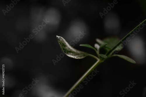 leaf close up