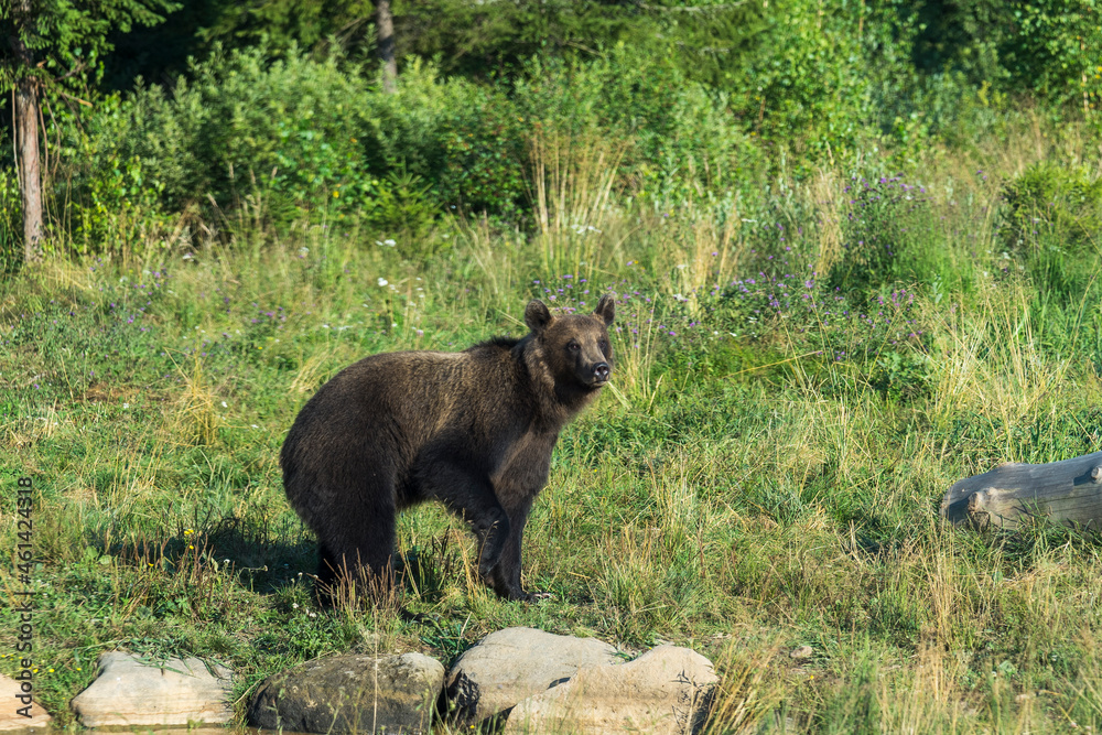 Wild brown bear in the nature, European bear population Wild brown bear in the nature, European bear population