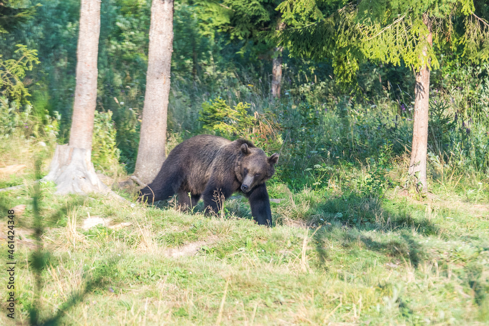 Wild brown bear in the nature, European bear population