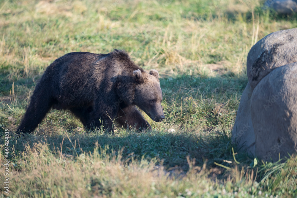 Fototapeta premium Wild brown bear in the nature, European bear population