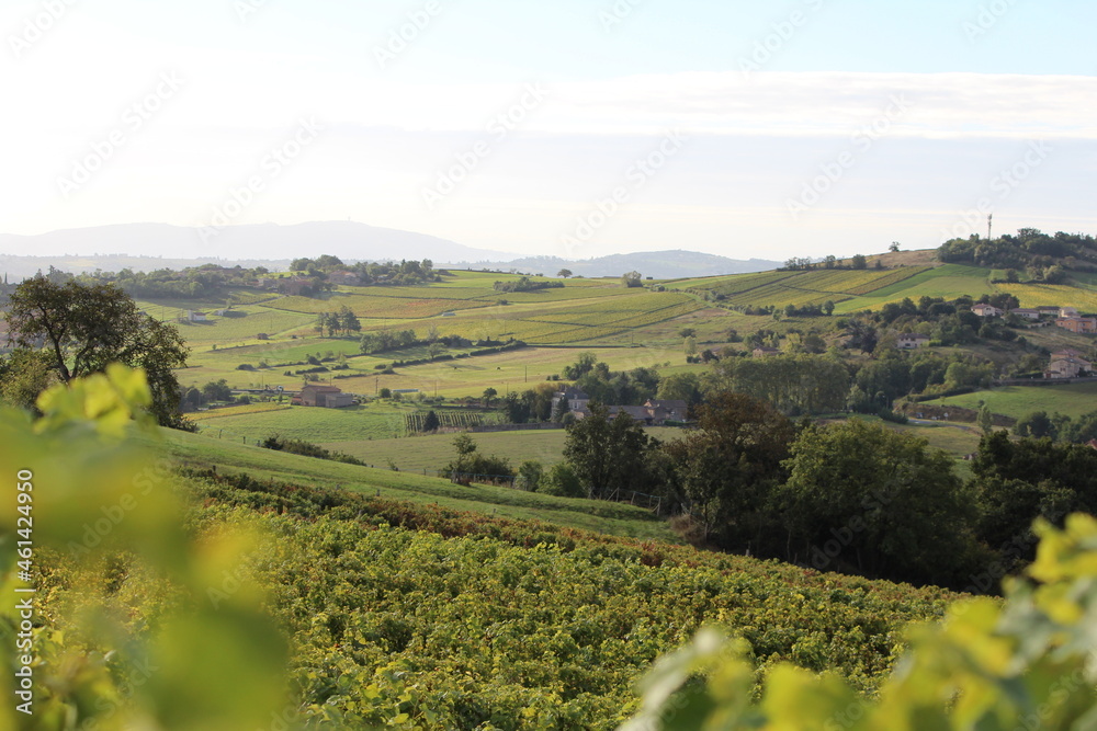 Beaujolais, pays des pierres dorées, matin, lumière, vigne, vignoble, raisin, vendange, vin