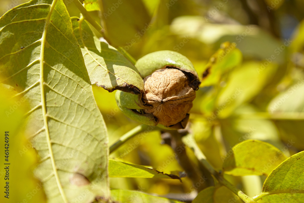 Walnut tree with ripe walnut fruit on branch Walnut tree with ripe walnut fruit on branch