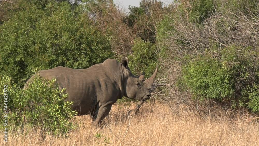 A single Southern White Rhino stands alone in the wild African bush. Side view, then the rhino turns to face camera.
A single Southern White Rhino stands alone in the wild African bush. Side view, then the rhino turns to face camera.
