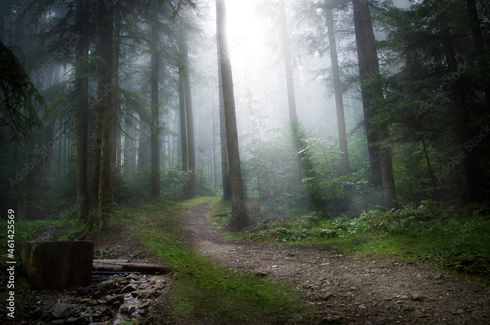 Obraz premium morning in the forest