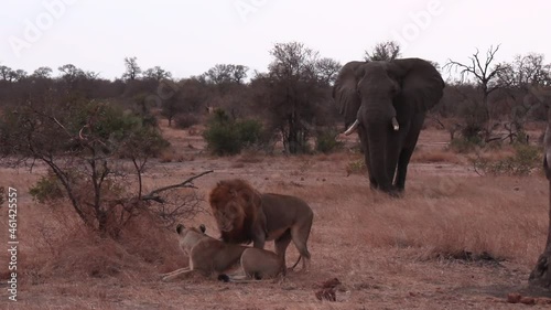 African animal stare down, a large bull elephant aggressively approaches a resting pair of lions and chases them off