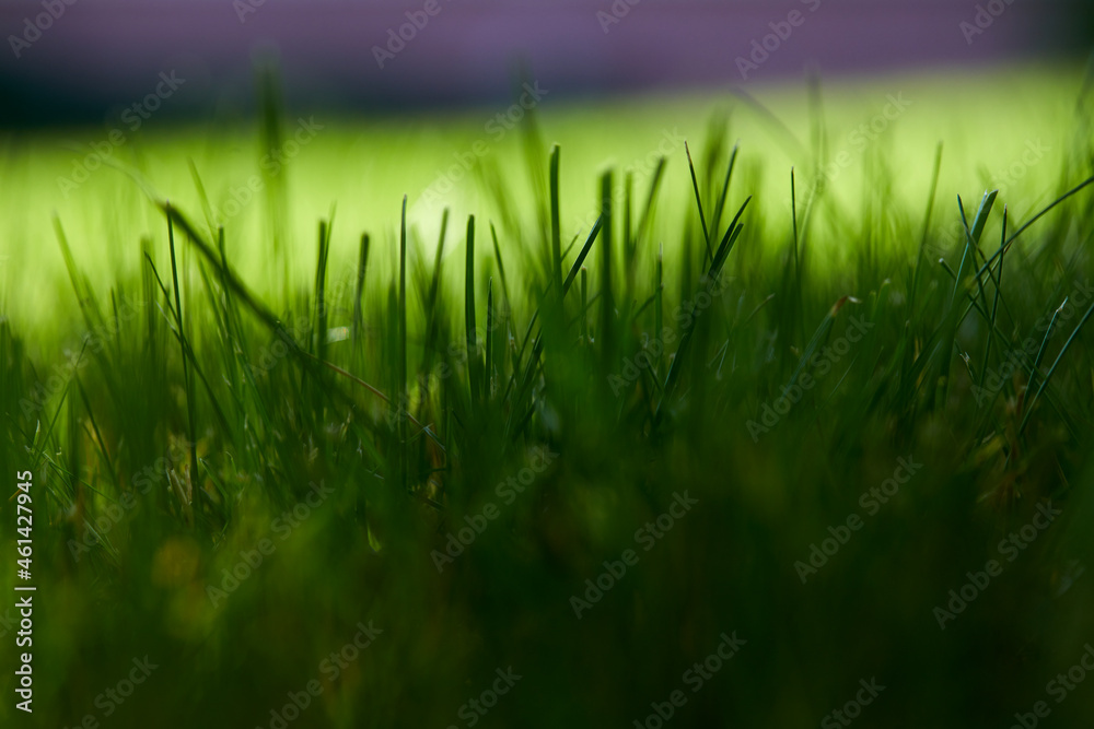 green grass in organic garden green grass in organic garden