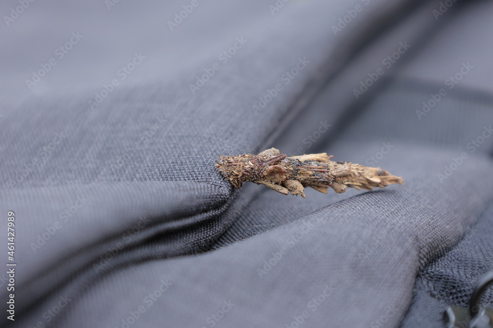 Obraz premium ミノムシ