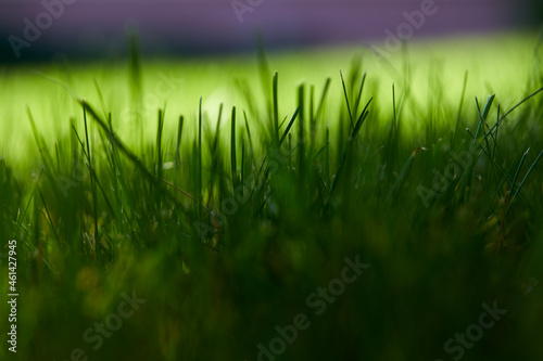 green grass in organic garden