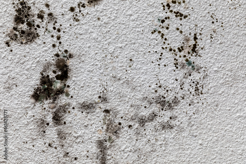 Mold on wall © Peter Togel