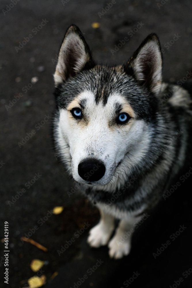 Obraz premium siberian dog