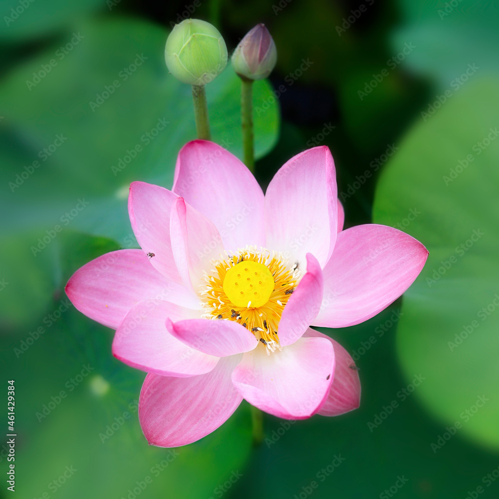 close up of lotus flower floating on a lake close up of lotus flower floating on a lake