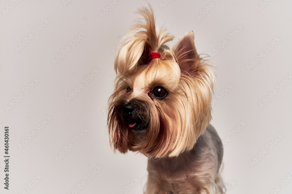 pedigree dog hairstyle for animals Studio