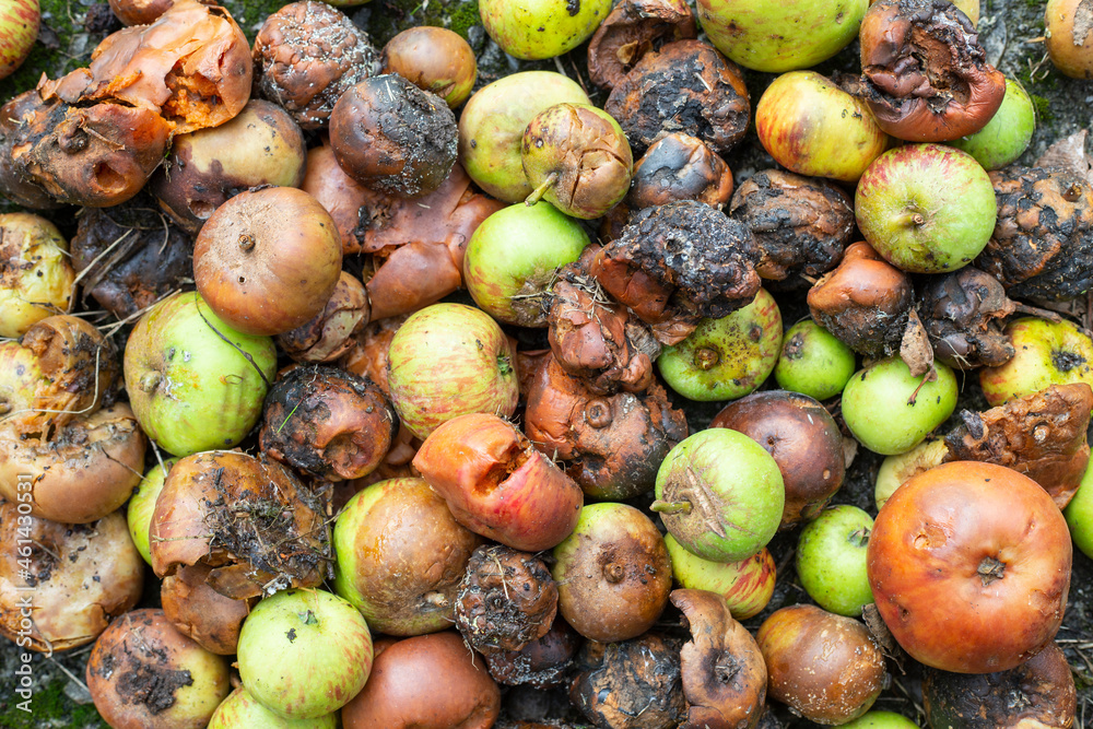 pile of weather-rotten apples. crop ruin for the farmer. pile of weather-rotten apples. crop ruin for the farmer.