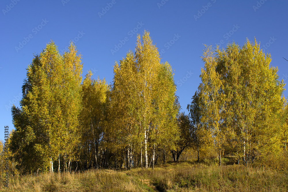 trees on the hill on an autumn morning