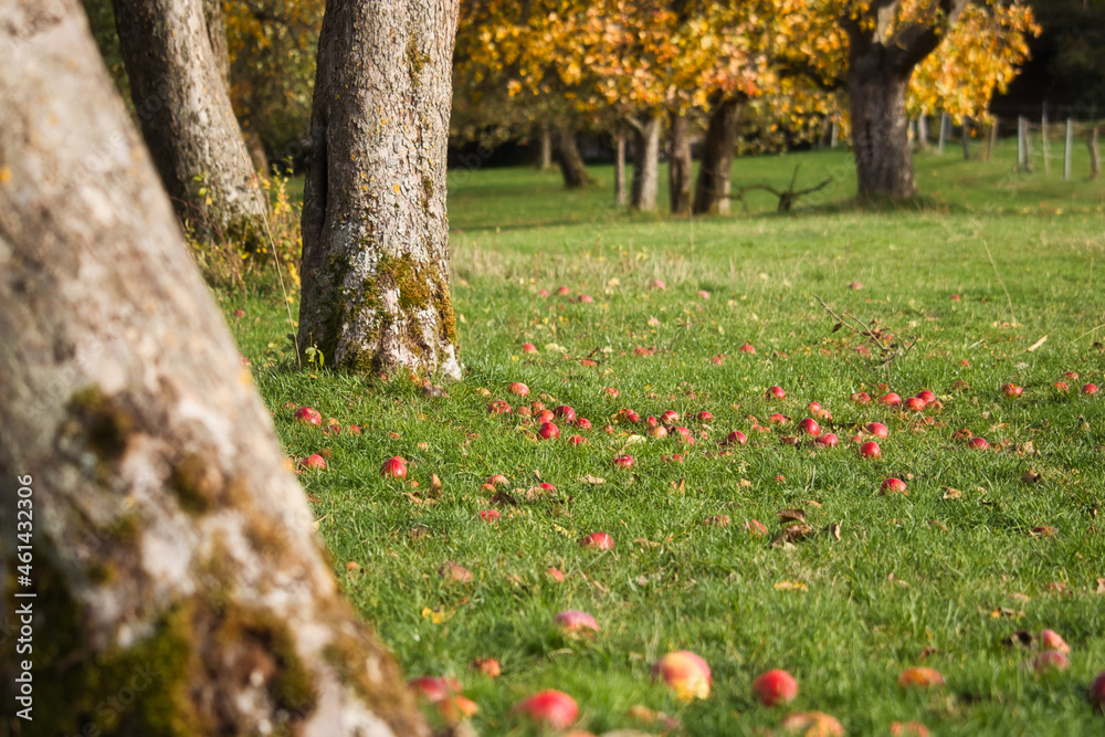 Apple trees in an orchard with fallen apples on the ground on a fall day in Germany. Apple trees in an orchard with fallen apples on the ground on a fall day in Germany.