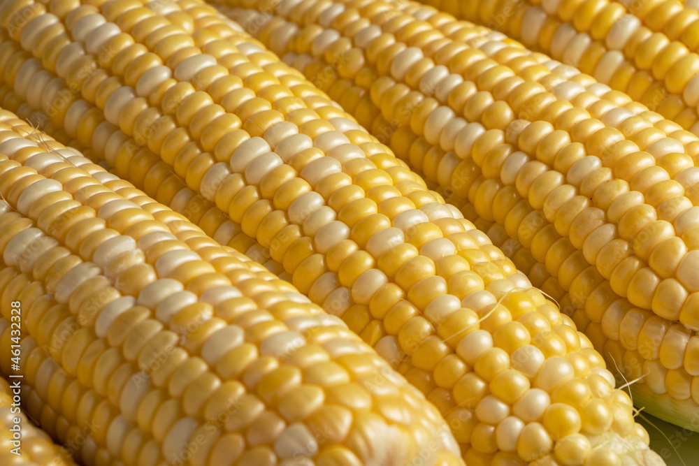 Sweet corn ears background. Close - up photo Sweet corn ears background. Close - up photo