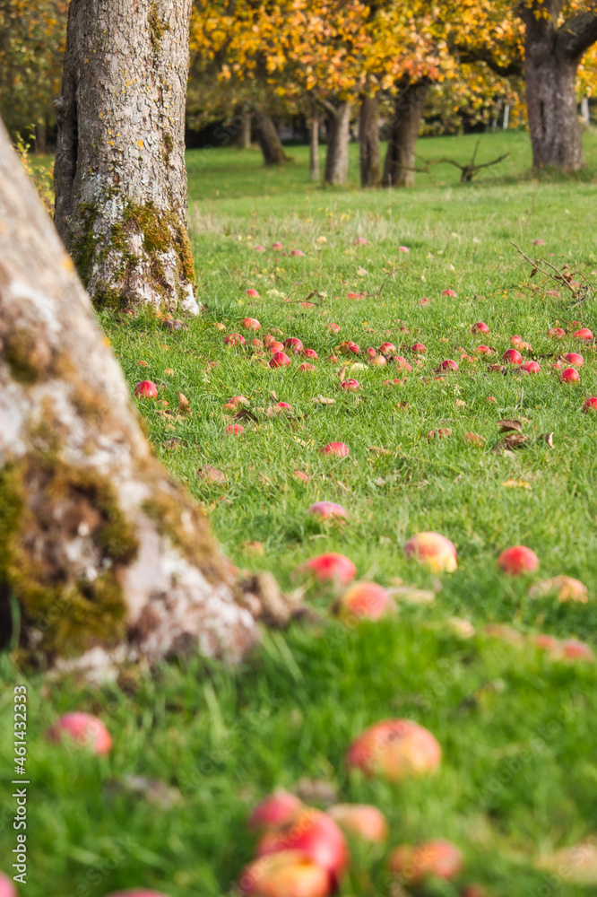 Apples on the ground under trees in an orchard in rural Germany. Apples on the ground under trees in an orchard in rural Germany.