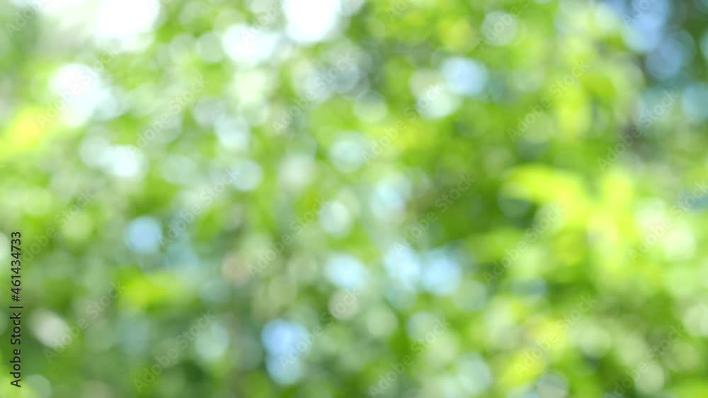 Nature green bokeh sunshine abstract blurred background
