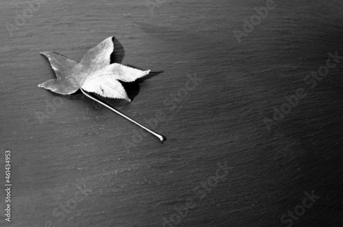 Wallpaper Mural Dry fallen leaves of the tree on a dark background Torontodigital.ca