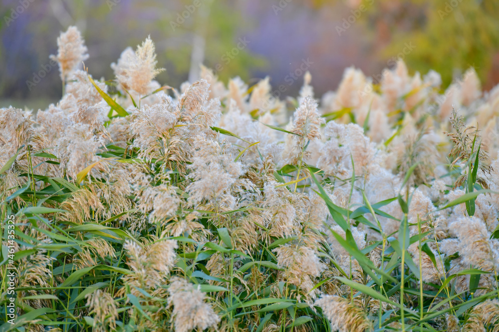 reeds, plants, grass, green, flute, reed beds, arrow, pipe reeds, plants, grass, green, flute, reed beds, arrow, pipe