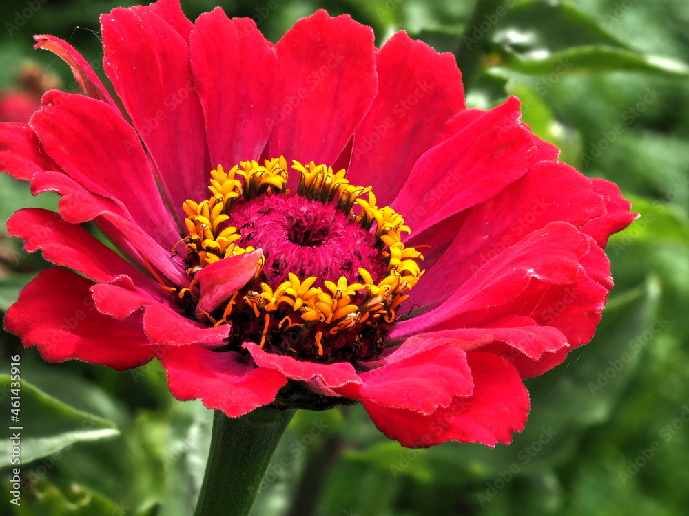 Zinnia Zinnia