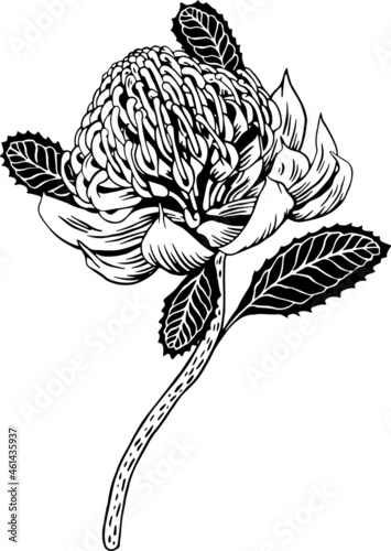 Waratah flower graphic art. Poster for decor interior 