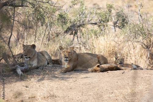 lionesses and cubs in the wild
