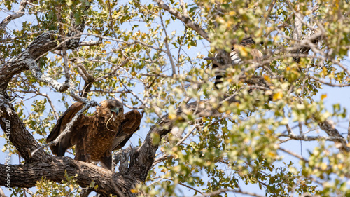 Immature bateleur feeding on a snake