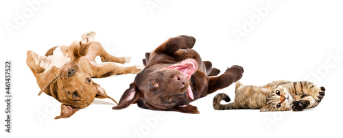 Funny puppies Labrador and Pitbull, cat Scottish Straight lying on his back  together isolated on a white background © sonsedskaya
