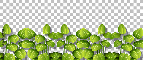 Green plants on transparent background