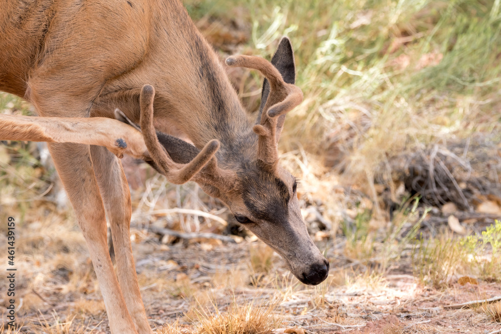 Obraz premium deers on the road Scenic Byway in Capitol Reef National Park in United States of America