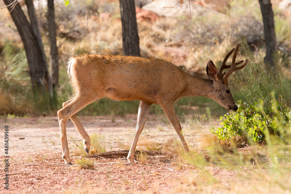 Obraz premium deers on the road Scenic Byway in Capitol Reef National Park in United States of America
