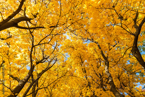 Maple tree with colourful yellow leaves