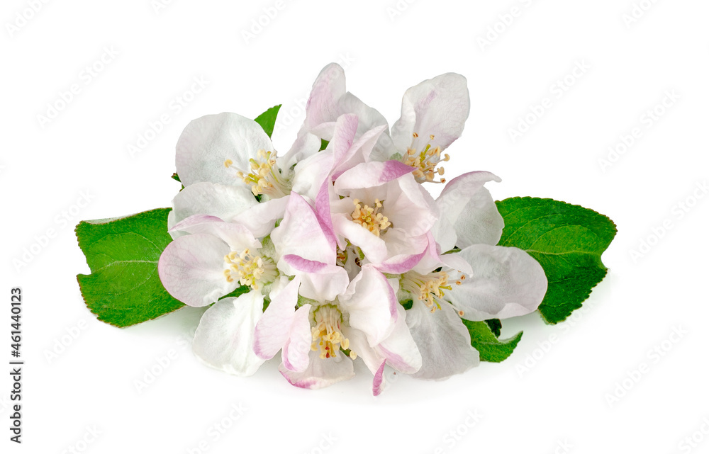 Obraz premium Apple flowers isolated on a white background