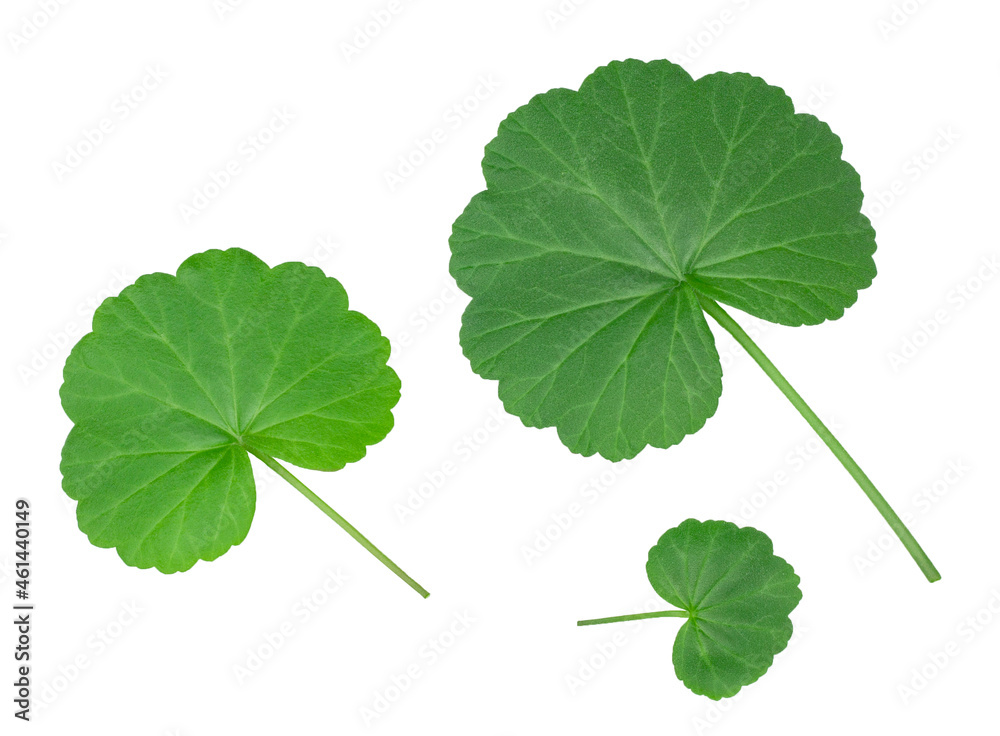 The geranium leaves isolated on white background, top view The geranium leaves isolated on white background, top view