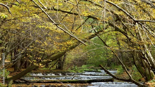 Roztocze szumy na Tanwi 4k photo