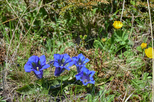 Enzian, Alpenenzian, Alpen-Enzian, Enziangewächs, Blume, Alpenblume, Blüte, Blütenkelch, Naturschutz, Gefährdungskategorie, 3+, gesetzlicher Naturschutz, Enzianartige, ausdauernd, krautig, Stängel, Bl photo