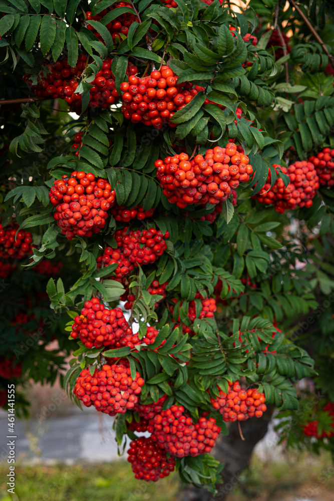 rowan branches red berries on a branch rowan branches red berries on a branch