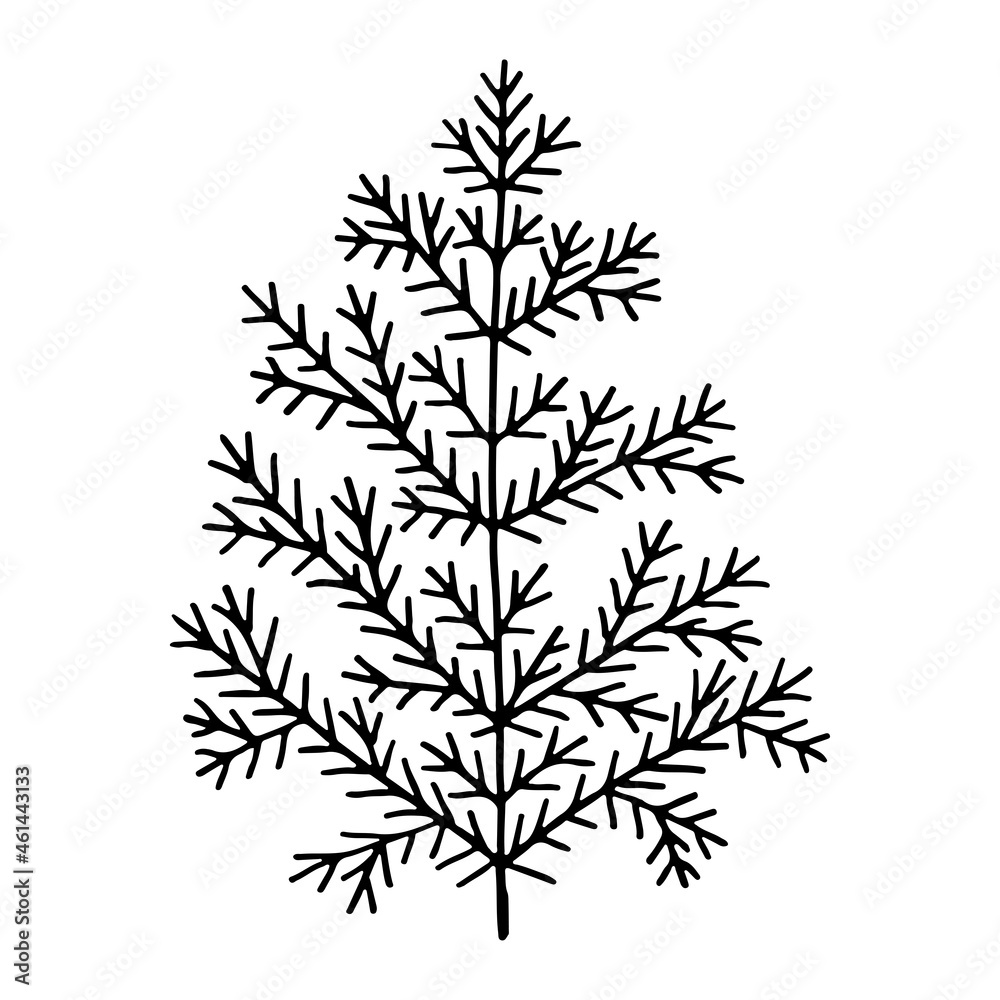 Obraz premium Doodle coniferous tree line art. Forest spruce and pine. Hand drawn vector illustration. Christmas winter graphics simple sketch. Isolated design element.