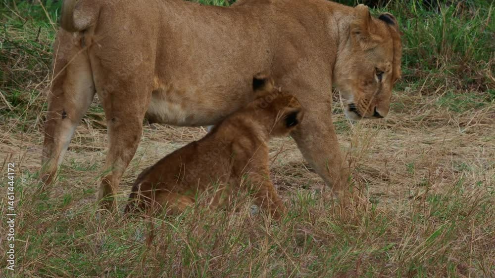 Lion - Panthera leo king of the animals. Lion - the biggest african cat, mother lioness playing with its kittens in the bush in Masai Mara National Park in Kenya Africa. Cute cat and kittens have fun. Lion - Panthera leo king of the animals. Lion - the biggest african cat, mother lioness playing with its kittens in the bush in Masai Mara National Park in Kenya Africa. Cute cat and kittens have fun.