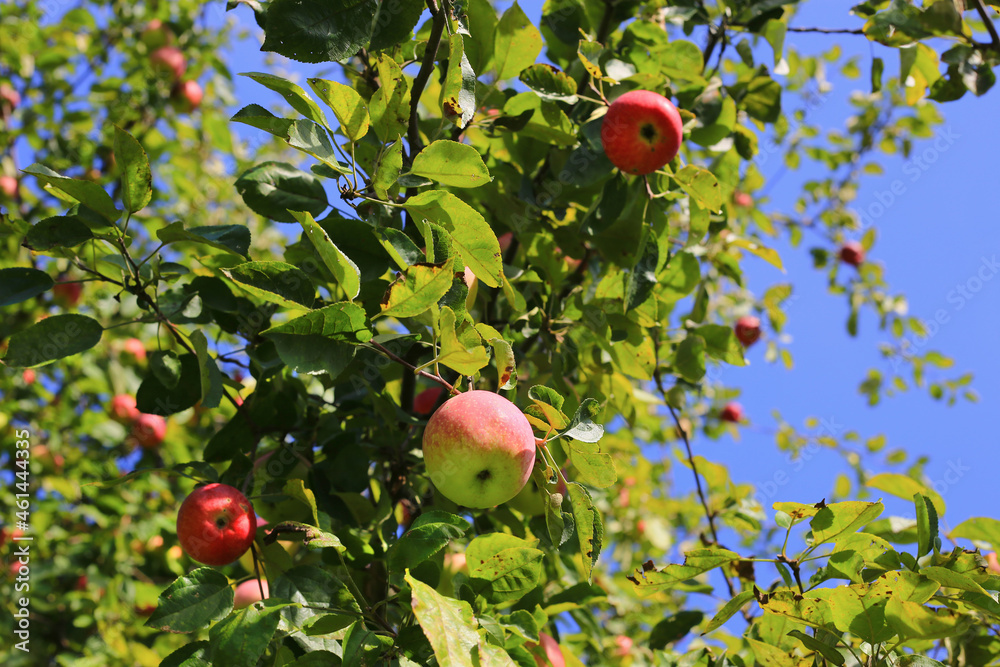 Ripe bright apples on a branch against the blue sky