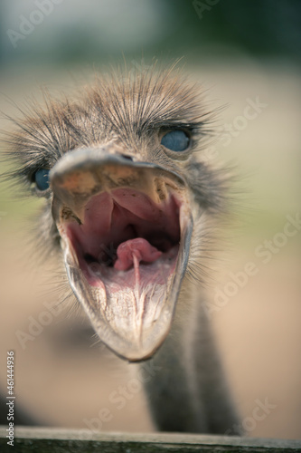The ostrich screams indignantly at the camera