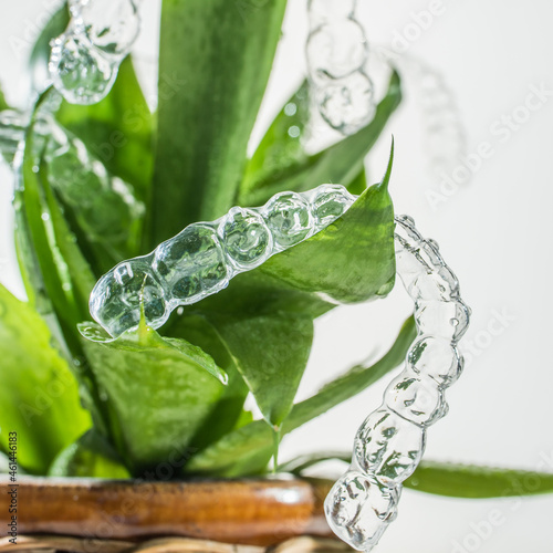 Invisible braces weigh on green leaves of home plant on white background