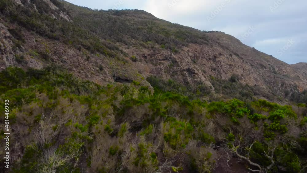 Rugged And Dense Forest At Anaga Mountains On The Island Of Tenerife, Canary Islands, Spain. Aerial Drone Rugged And Dense Forest At Anaga Mountains On The Island Of Tenerife, Canary Islands, Spain. Aerial Drone