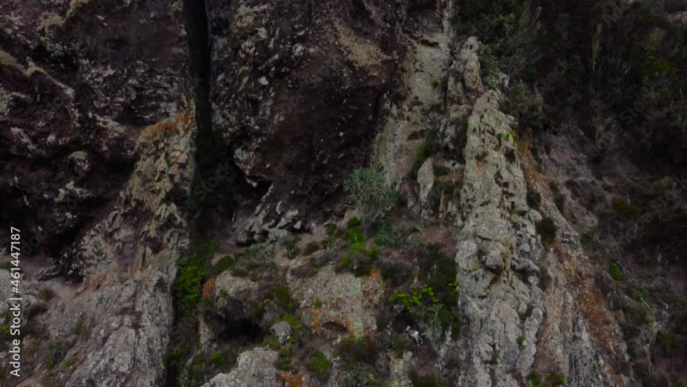 Steep Rocky Cliffs With Mountain Goat Walking Across At Daytime In Anaga Peak On Tenerife, Canary Islands, Spain. Tilt-Down Steep Rocky Cliffs With Mountain Goat Walking Across At Daytime In Anaga Peak On Tenerife, Canary Islands, Spain. Tilt-Down