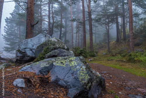 autumn in the forest